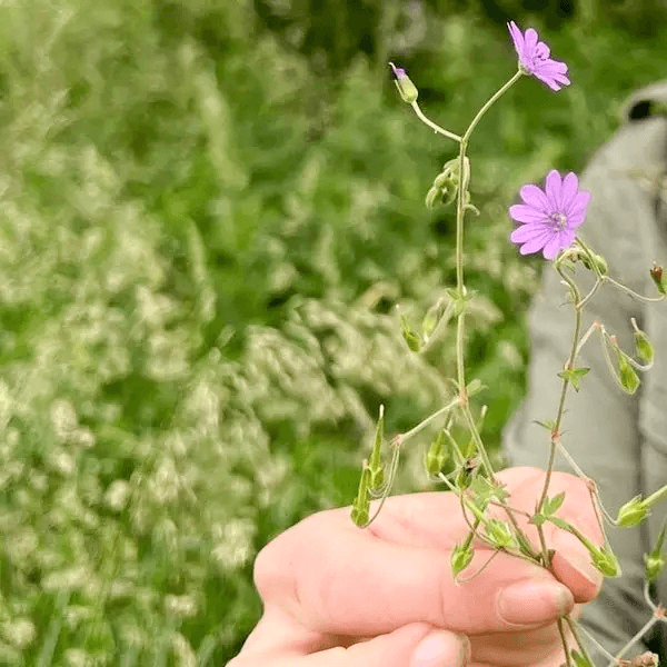 Ein Teilnehmer einer Wildkräuterwanderung hält eine Blume in der Hand