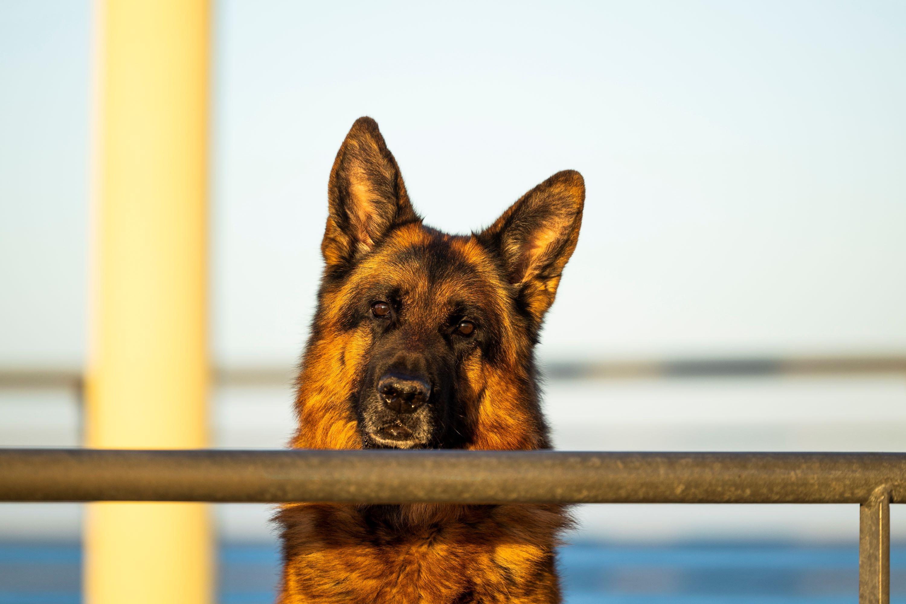 Ein Deutscher Schäferhund blickt über ein Geländer