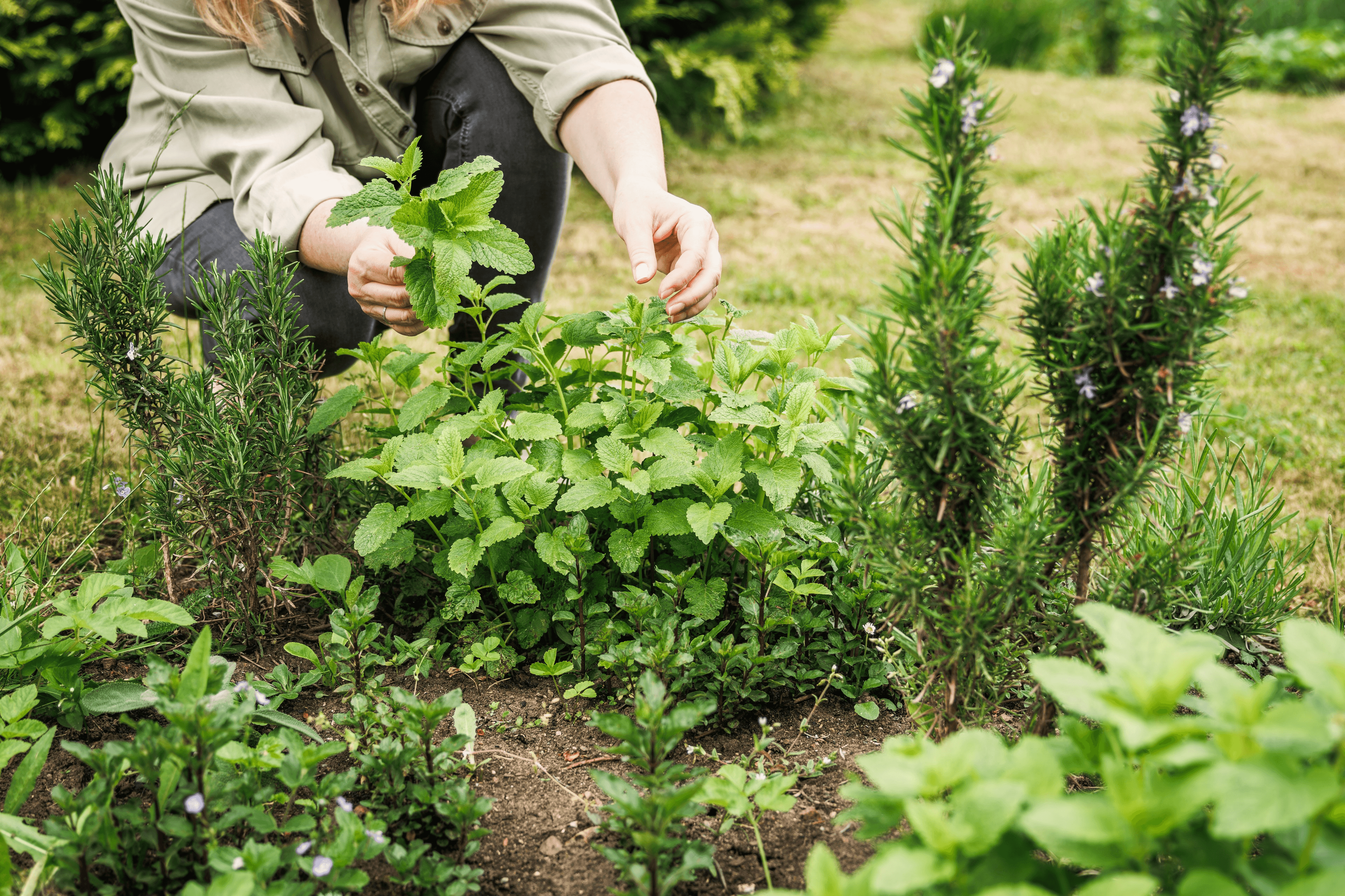 Eine Frau pflückt Zitronenmelisse in einem Kräutergarten