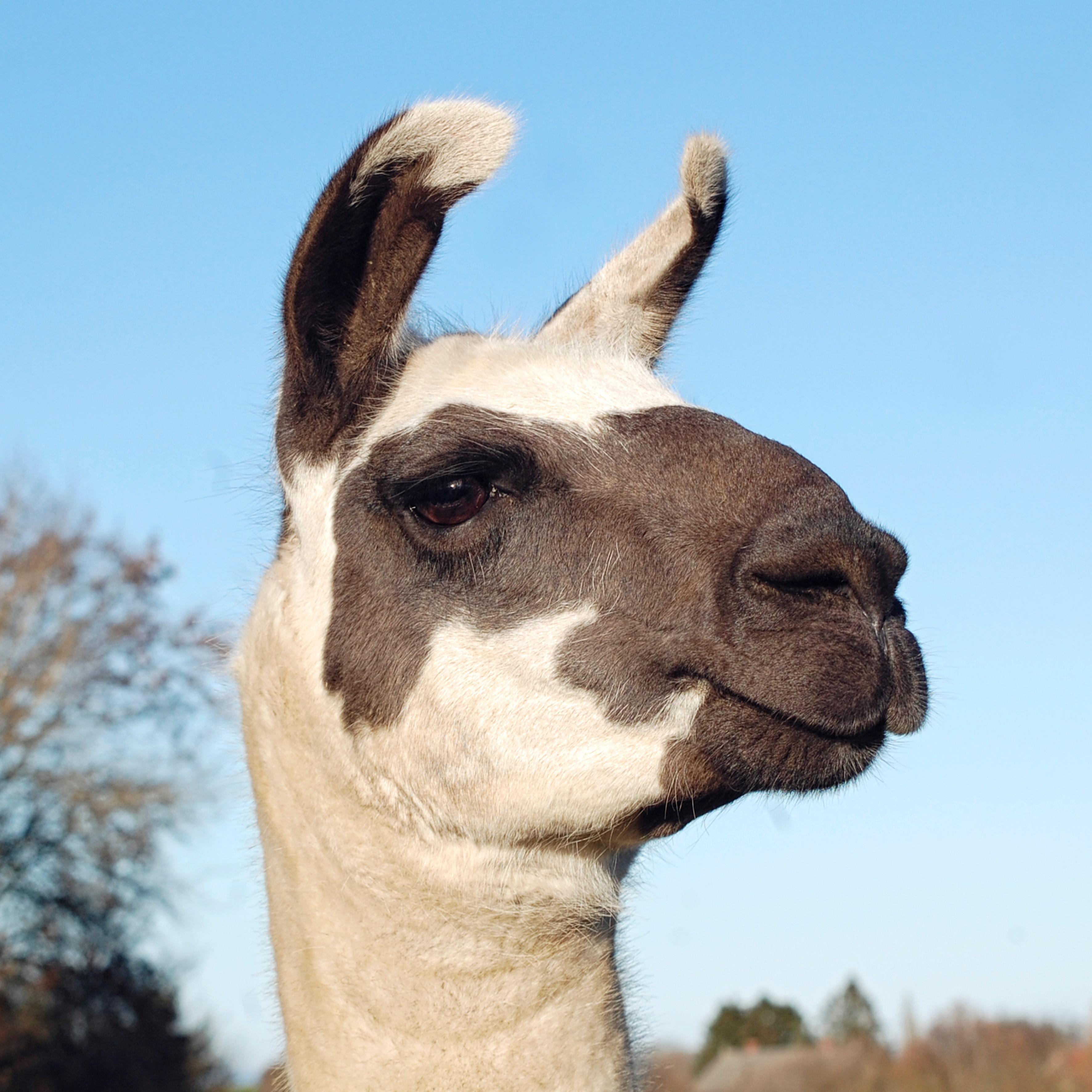 Ein Lama in Schleswig-Holstein