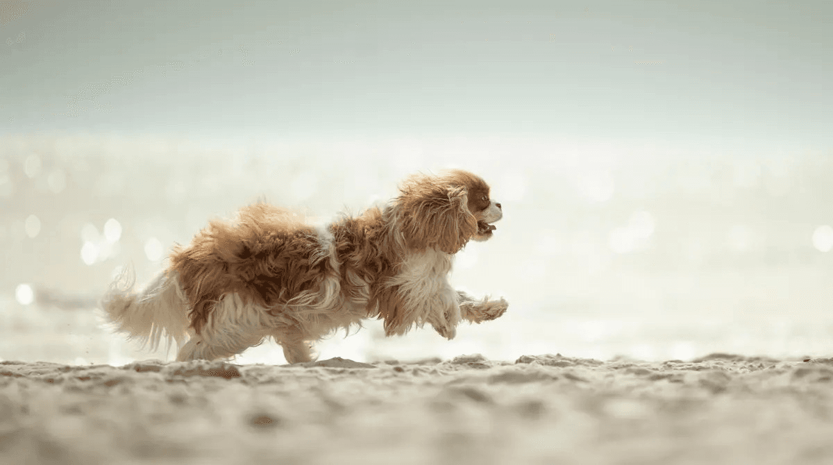 Ein Hund rennt bei einem Hunde-Fotoshooting in Scharbeutz am Strand