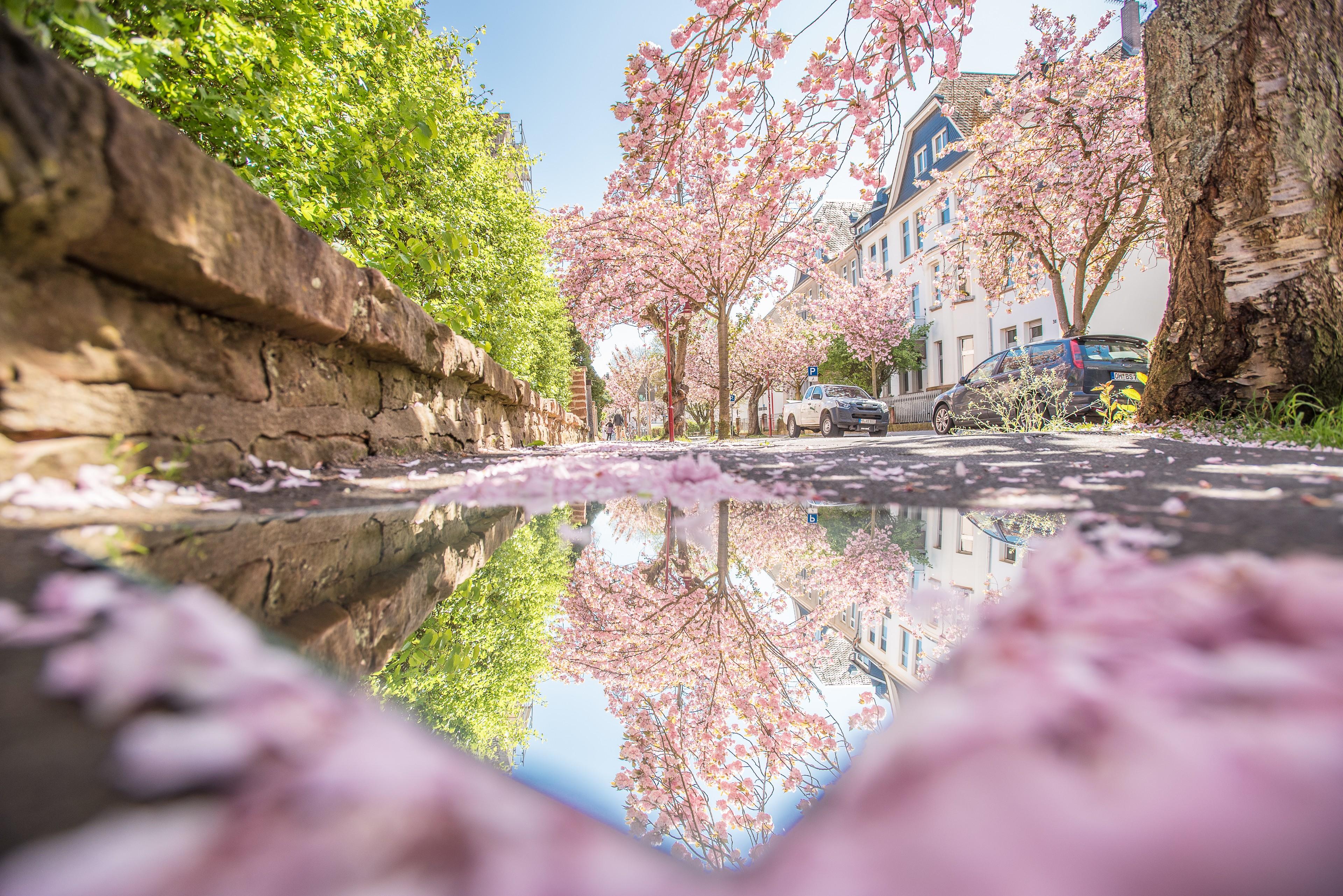 Eine Straße in Marburg mit blühenden Bäumen