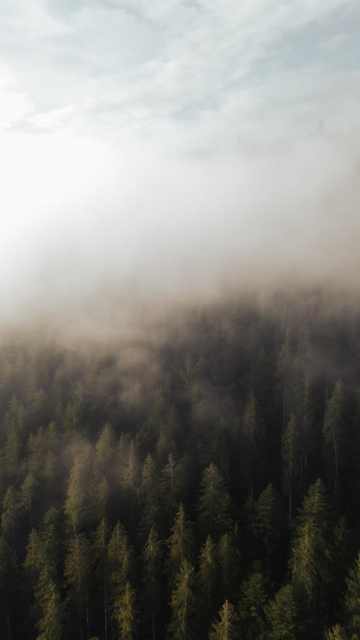 Schwarzwald im Nebel