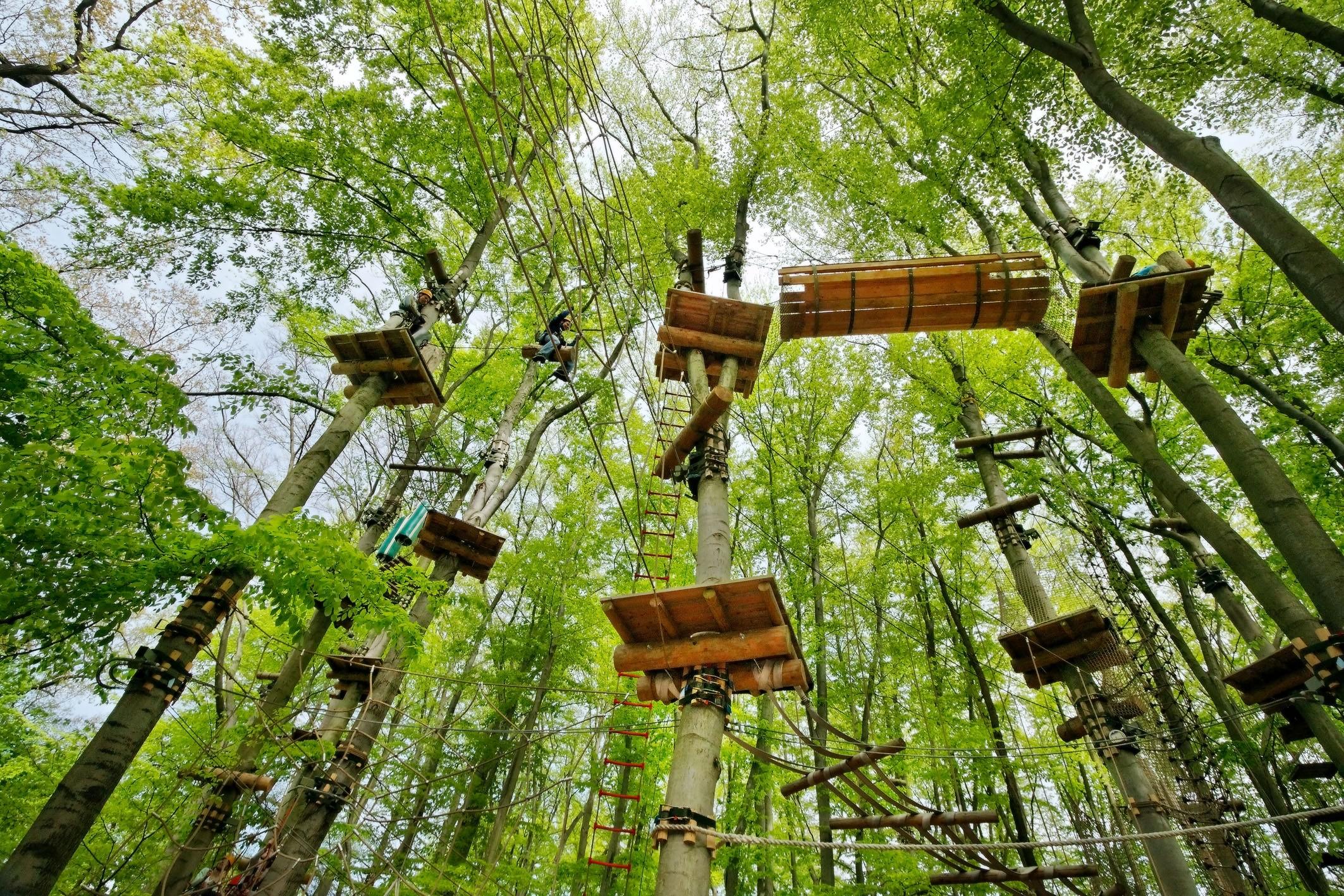 Plattformen in den Bäumen im KletterPark Potsdam