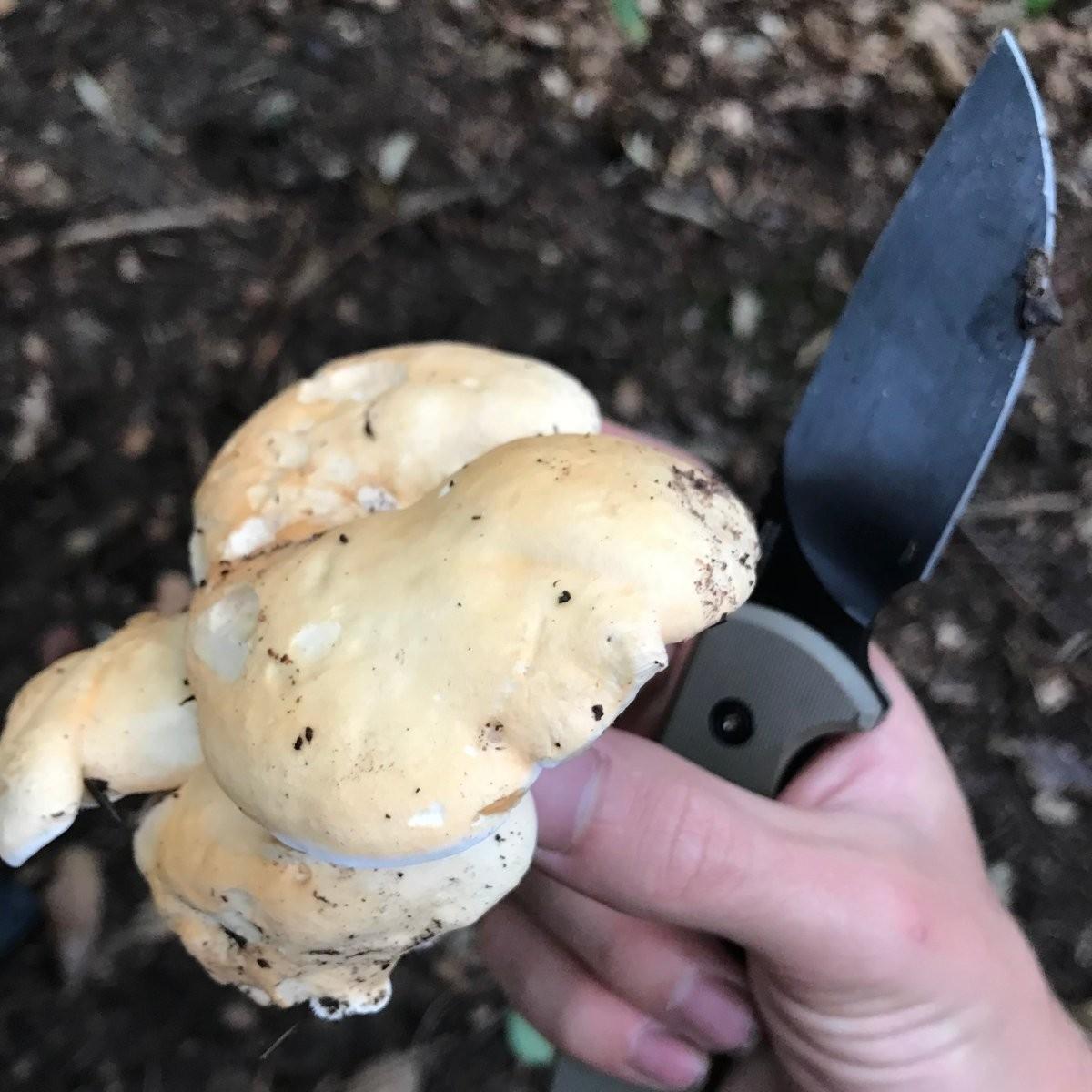 Eine Hand hält einen Pilz und ein Messer
