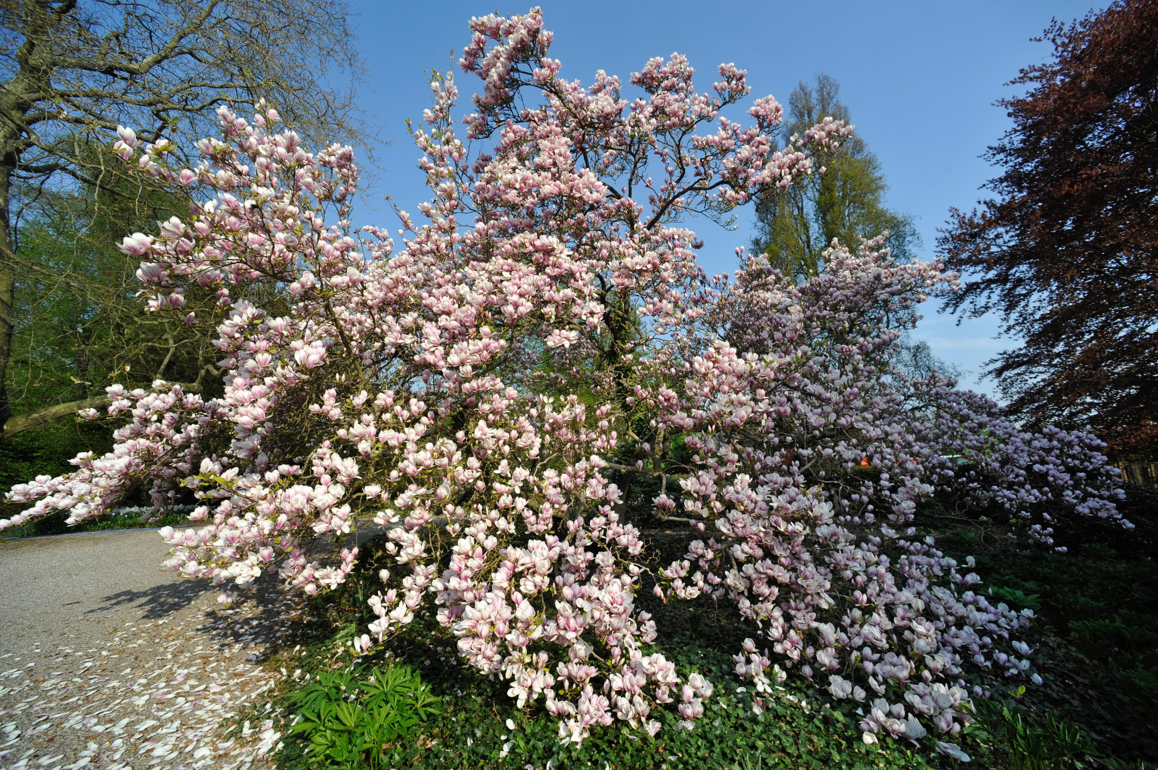 Blühender Baum im Garten des Gutshauses Landsdorf