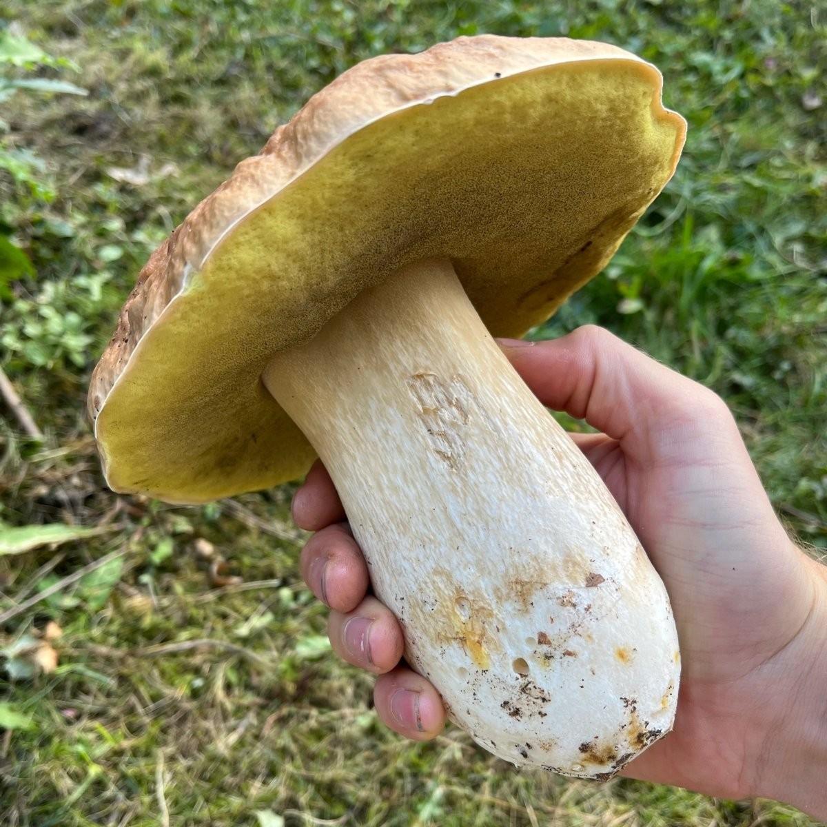 Eine Hand hält einen großen Pilz