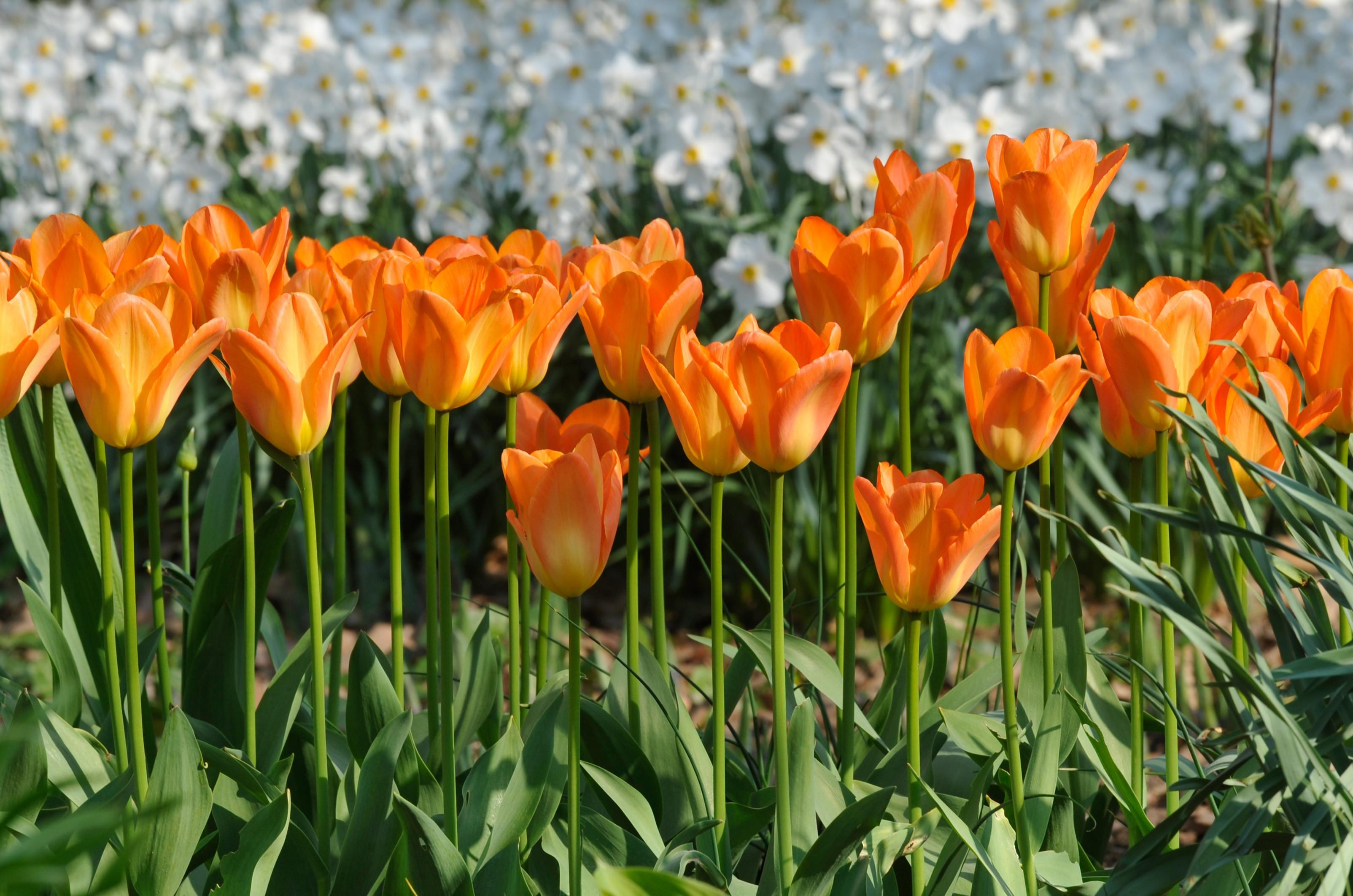 Tulpen im Garten des Gutshauses Landsdorf