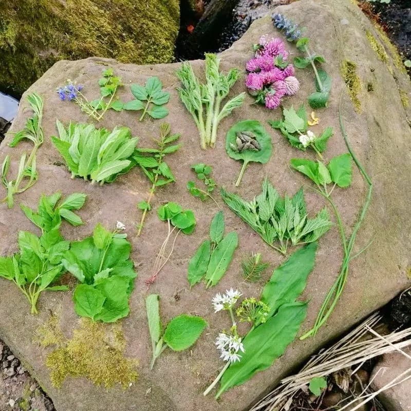 Verschiedene Wildkräuter und Blumen liegen auf einem Stein