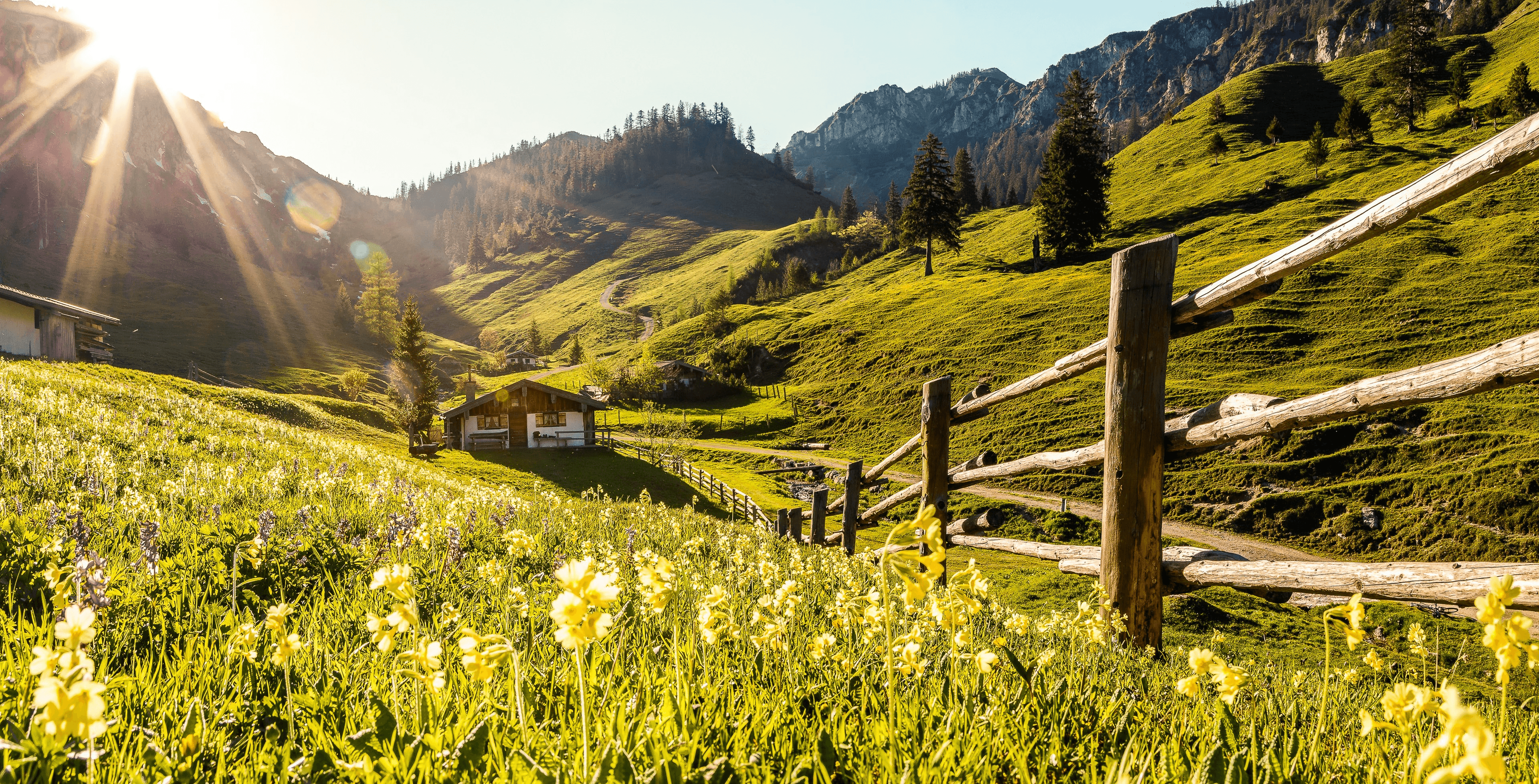 Eine Alm mit blühender Wiese bei Ruhpolding