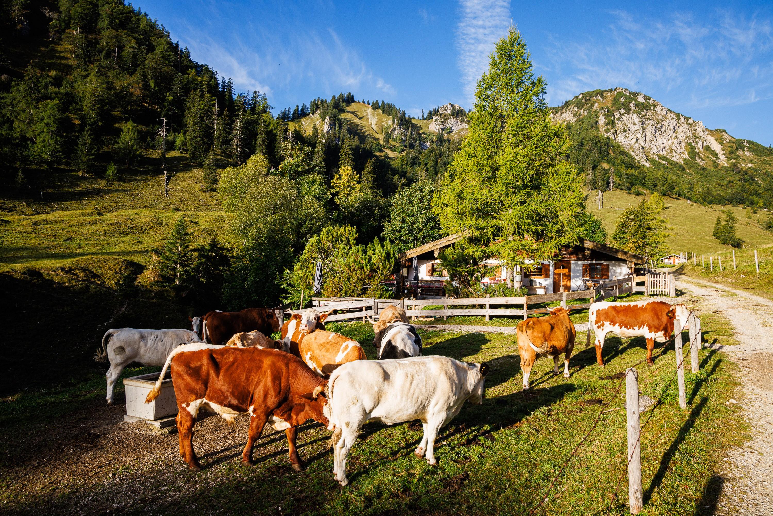 Kühe auf einer Alm bei Ruhpolding