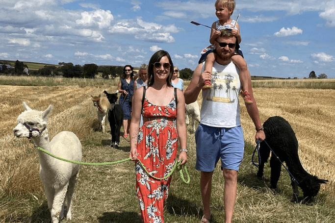 Eine Gruppe führt bei einer Alpakawanderung Alpakas über ein Feld