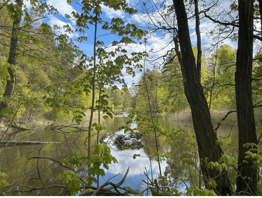 Ausblick vom Bungalow auf den Silbersee