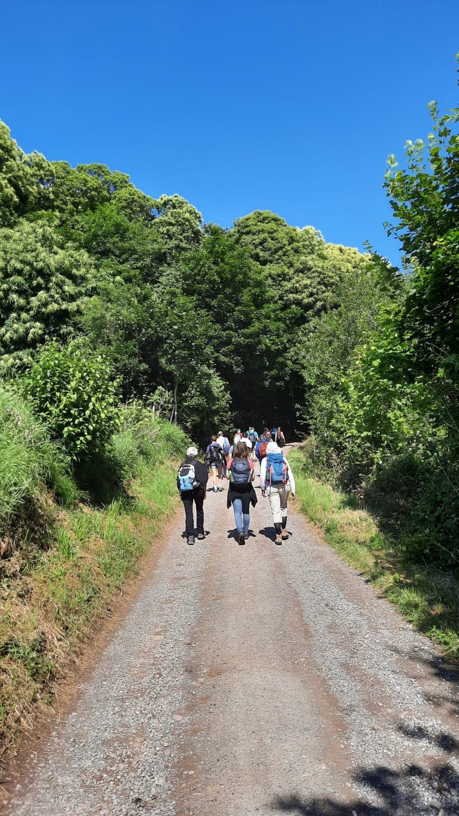 Eine Gruppe spaziert bei einem Waldbaden-Retreat auf einem Waldweg