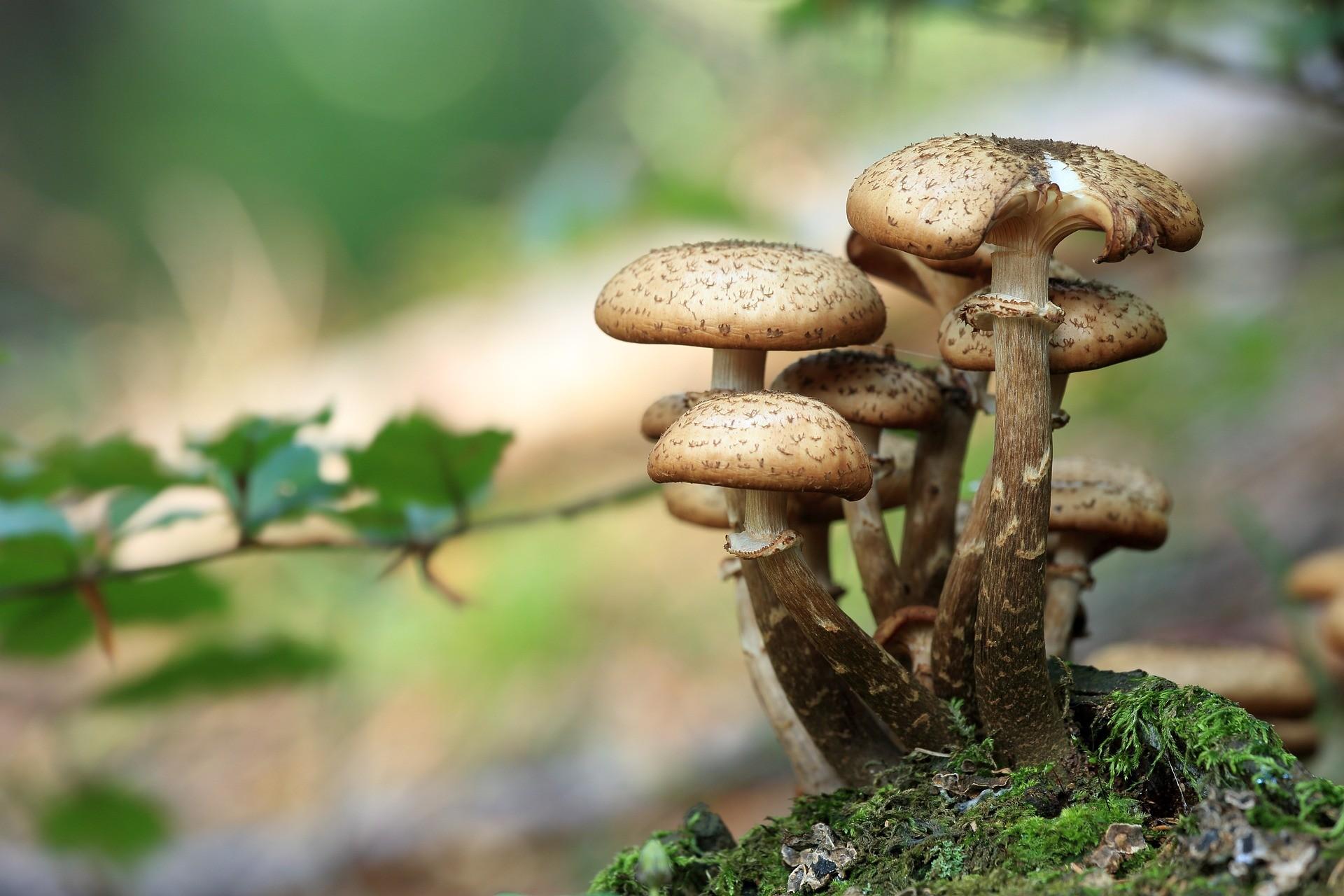 Pilze am Waldboden