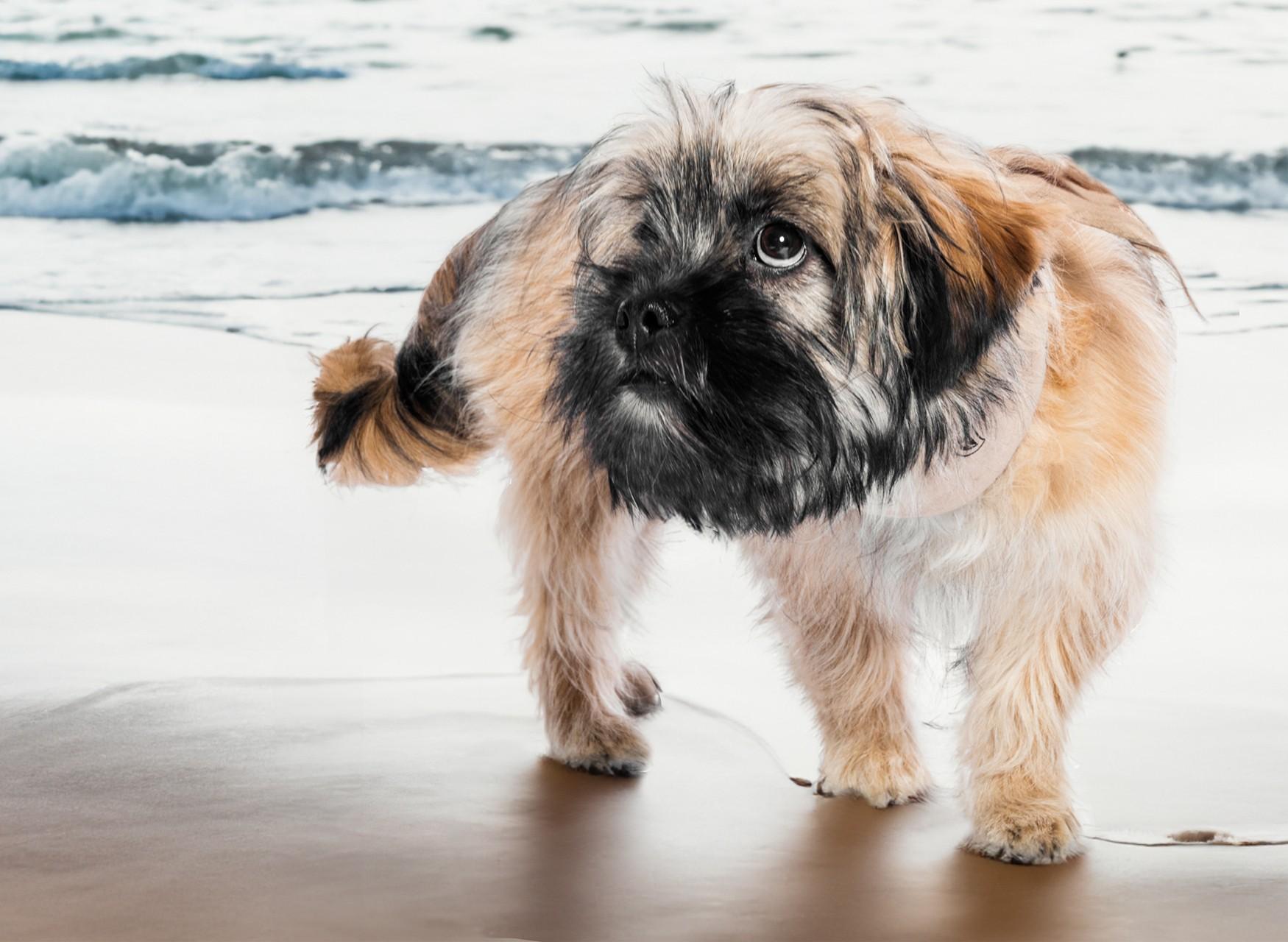 Ein Hund am Strand