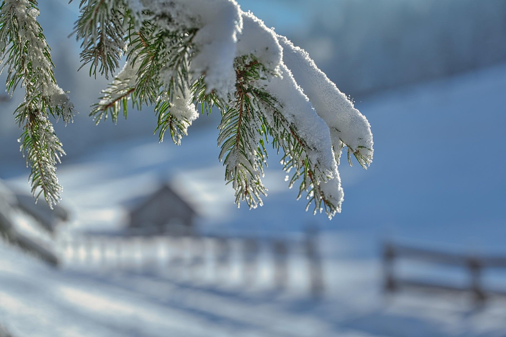 Verschneiter Ast vor Winterlandschaft