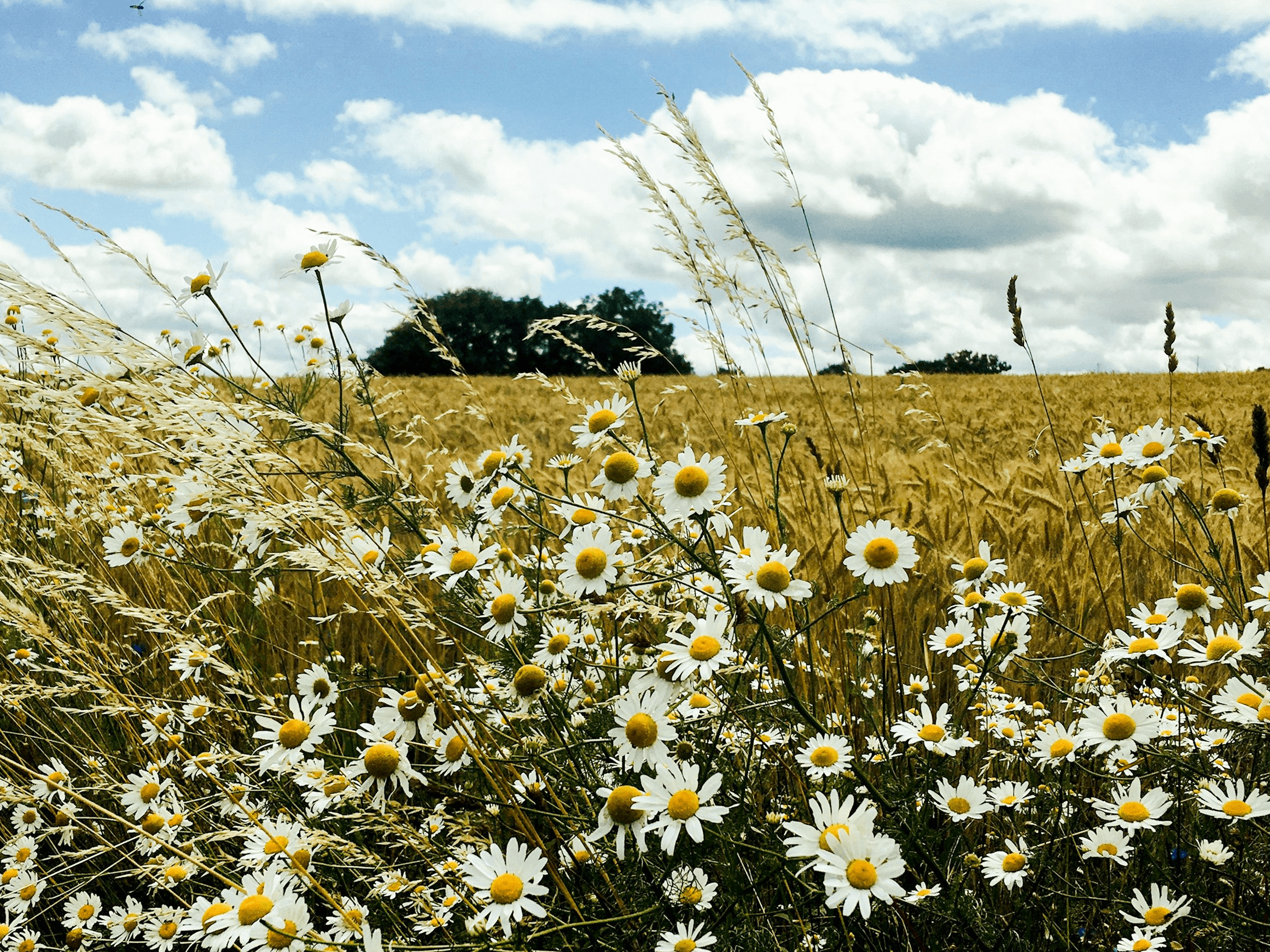 Kamille an einem Feld