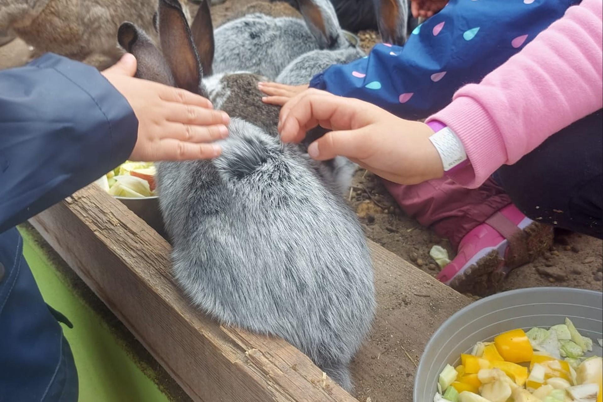 Kinderhände streicheln ein Kaninchen
