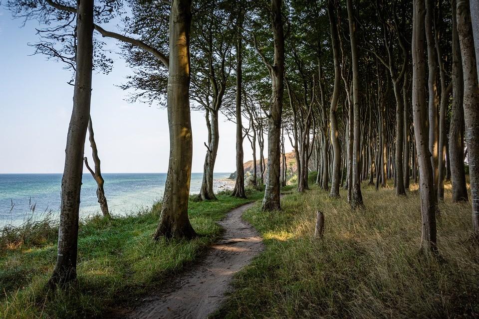 Küstenwald mit licht stehenden Bäumen an der Ostsee