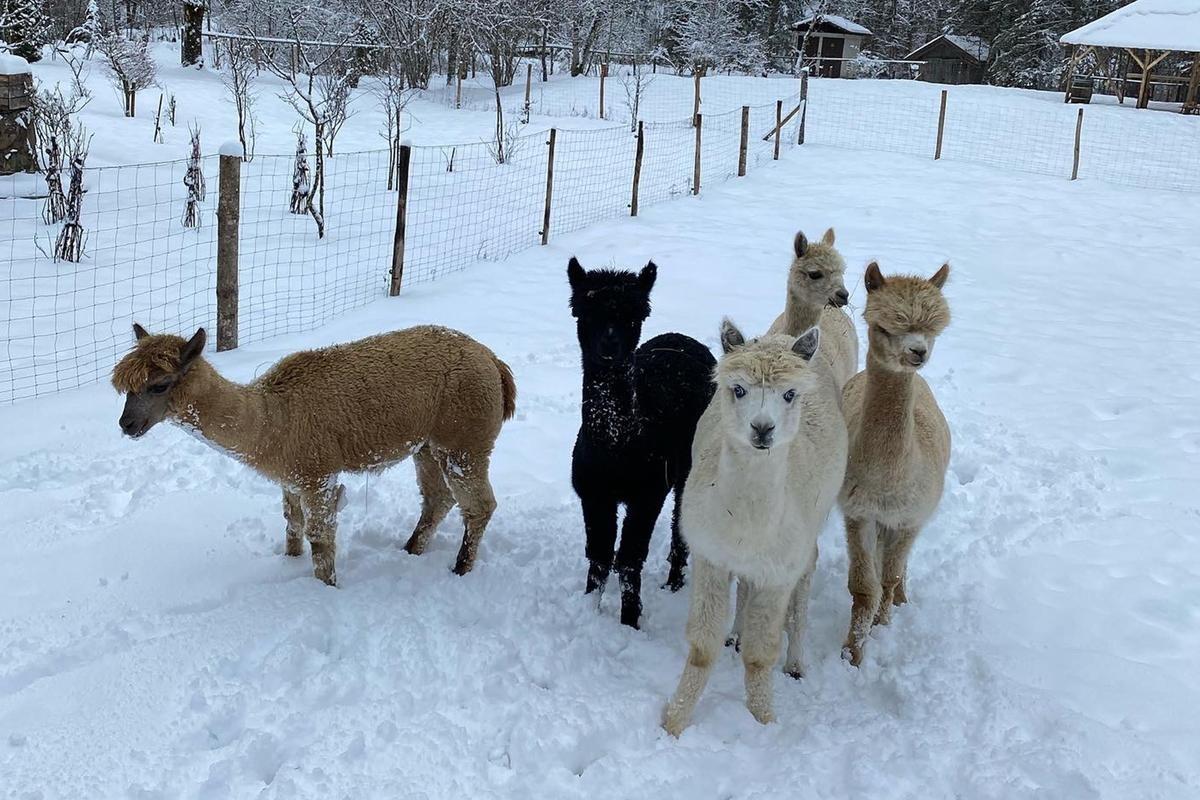 Eine Herde von fünf Alpakas im Schnee