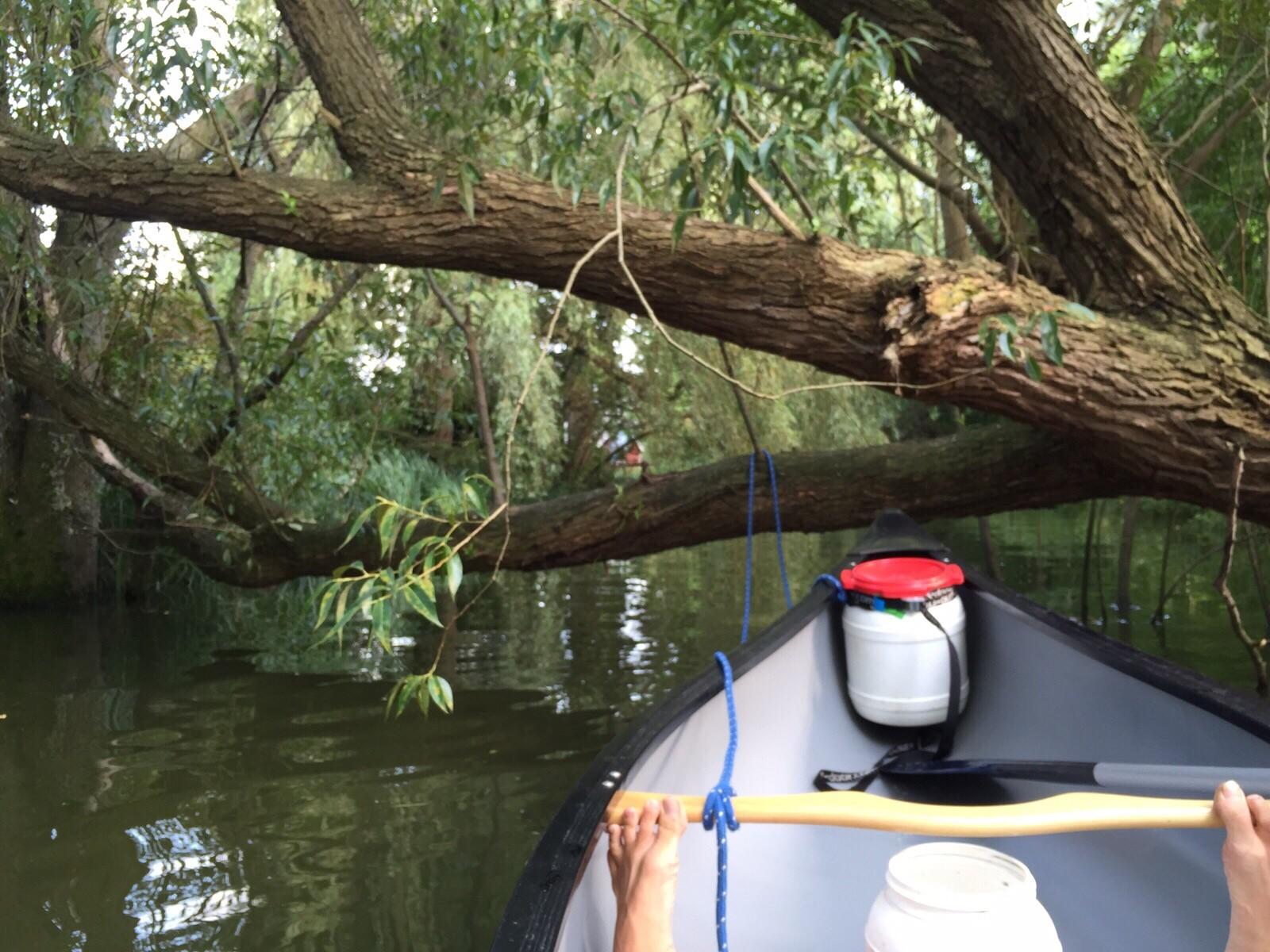 Blick während einer Kanutour vom Boot auf einen Baum, der über den Fluss Lohne ragt