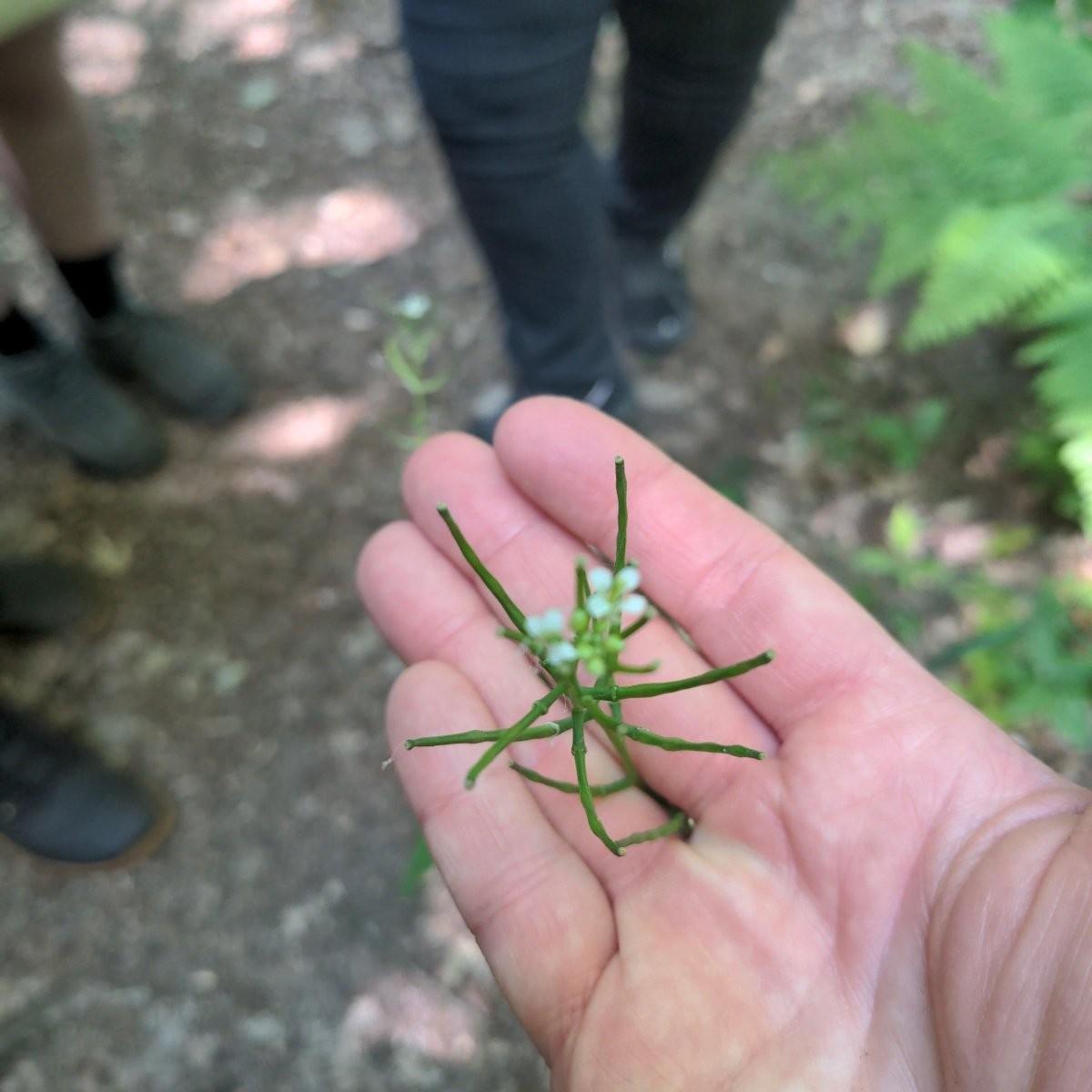 Eine Knoblauchsranke, die bei einer Wildkräuterwanderung gefunden wurde