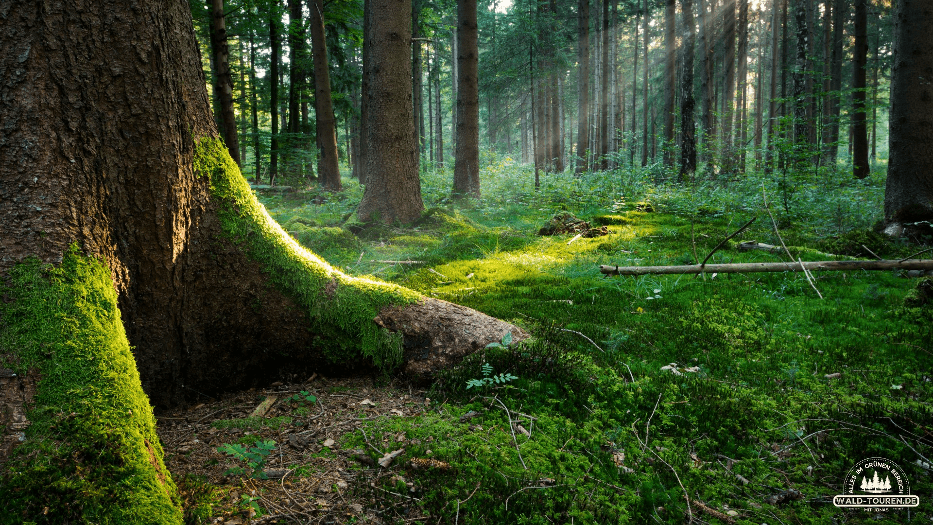 Moos und Baumstämme in einem Wald
