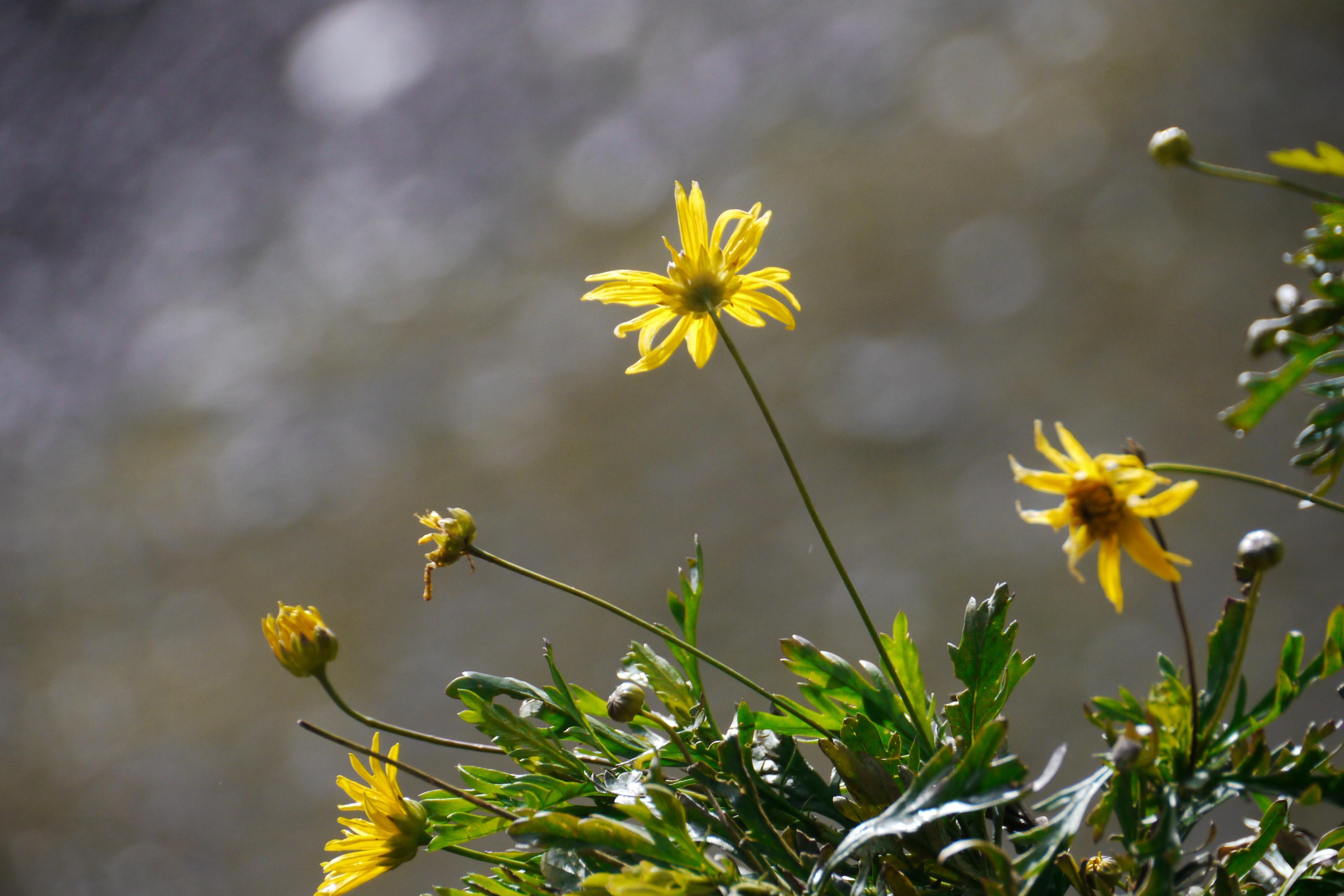 Gelbe Gebirgsblume in Mittenwald