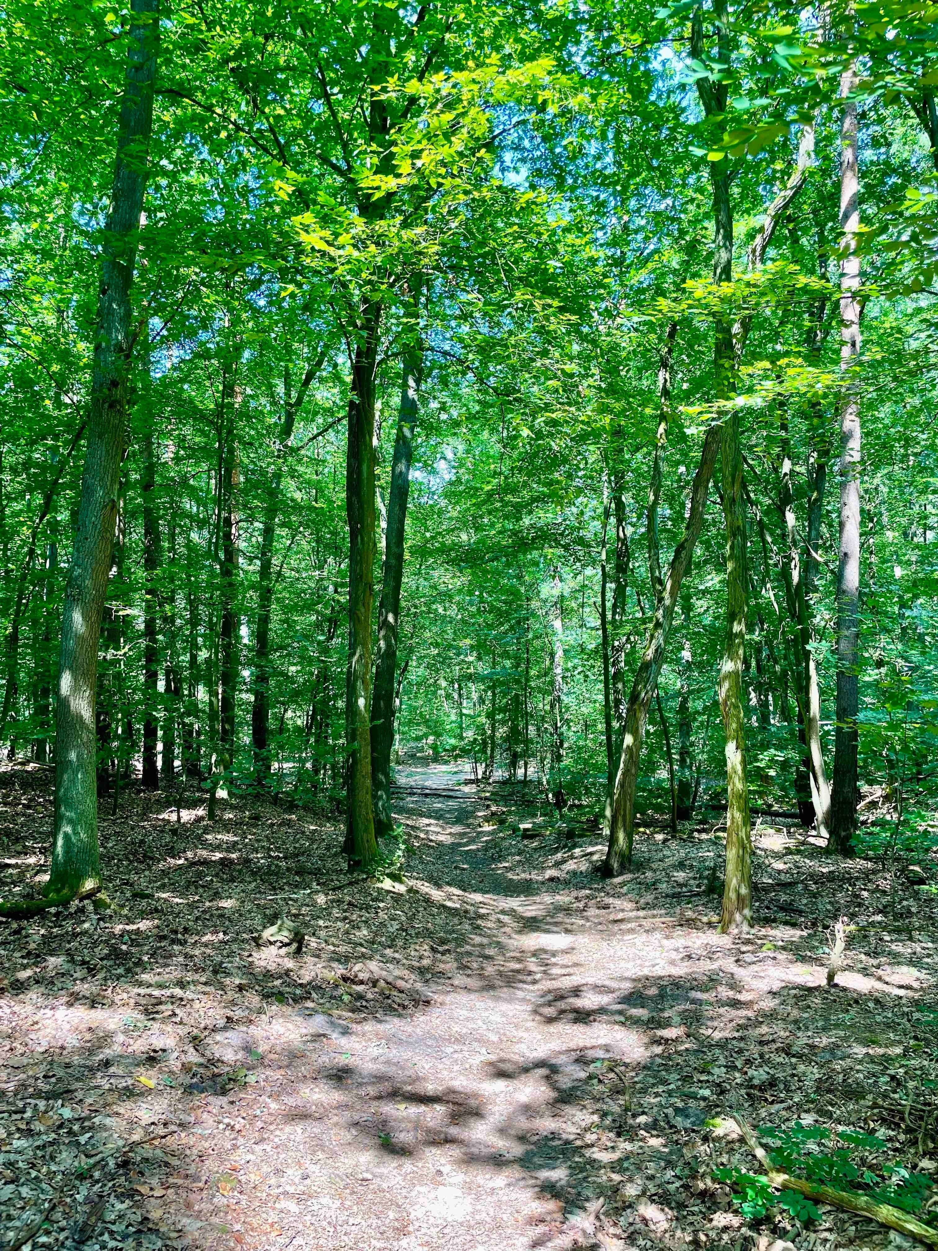 Wald in der Ruppiner Schweiz, wo das Waldbaden-Retreat stattfindet