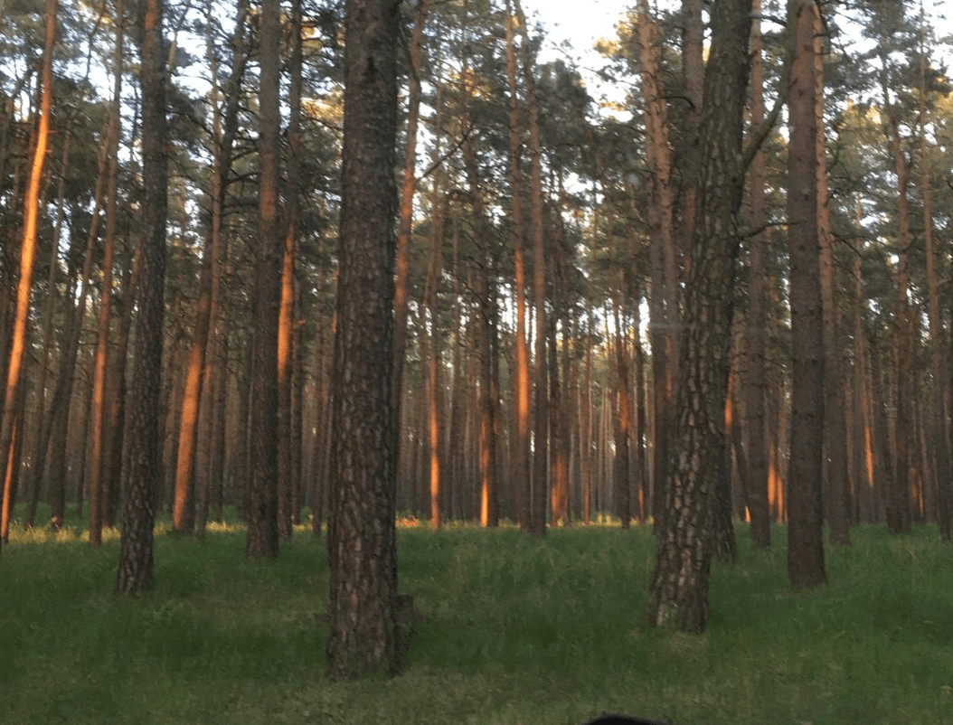 Wald bei Sonnenuntergang