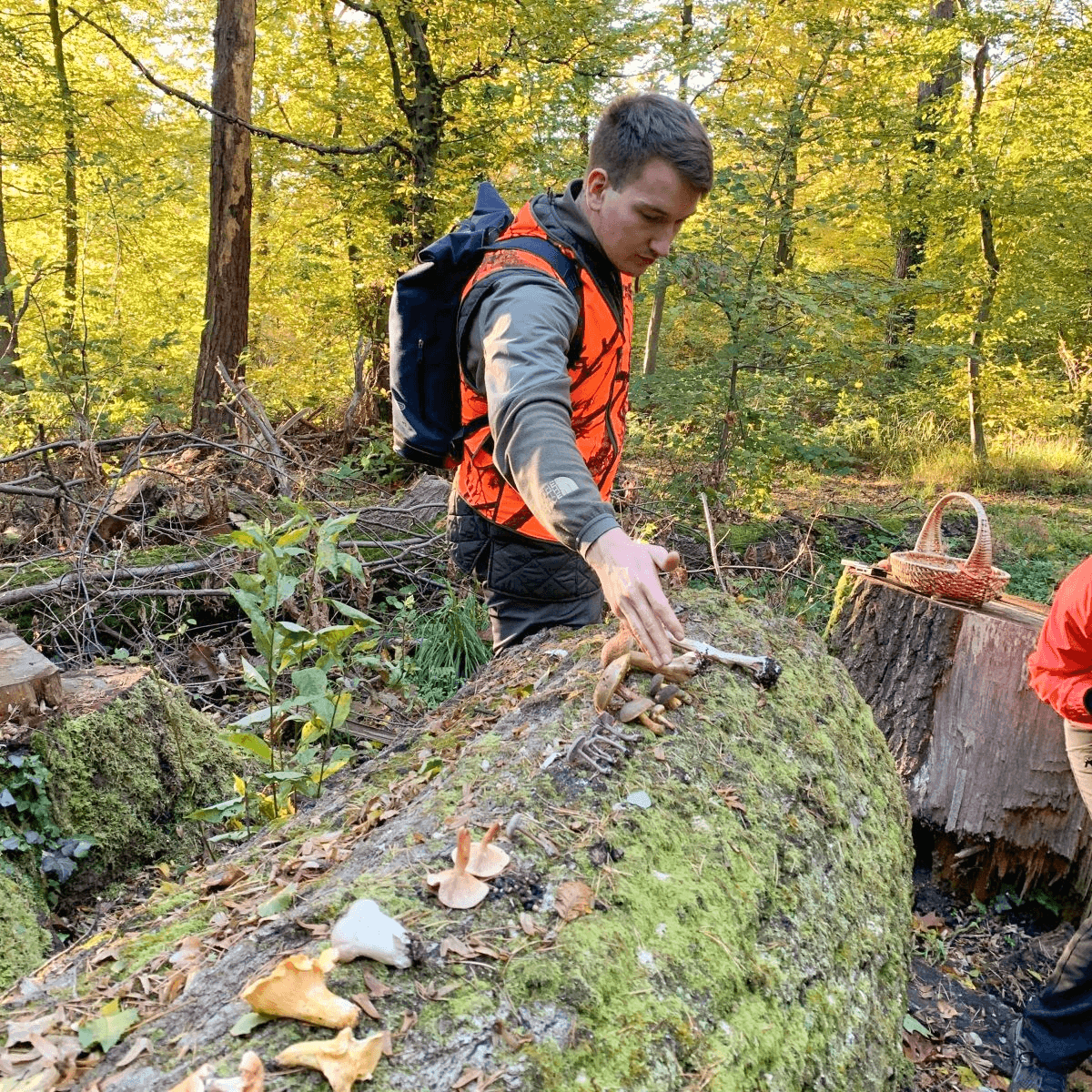 Ein Guide bestimmt bei einer Pilzwanderung Pilze, die auf einem moosigen Baumstamm liegen