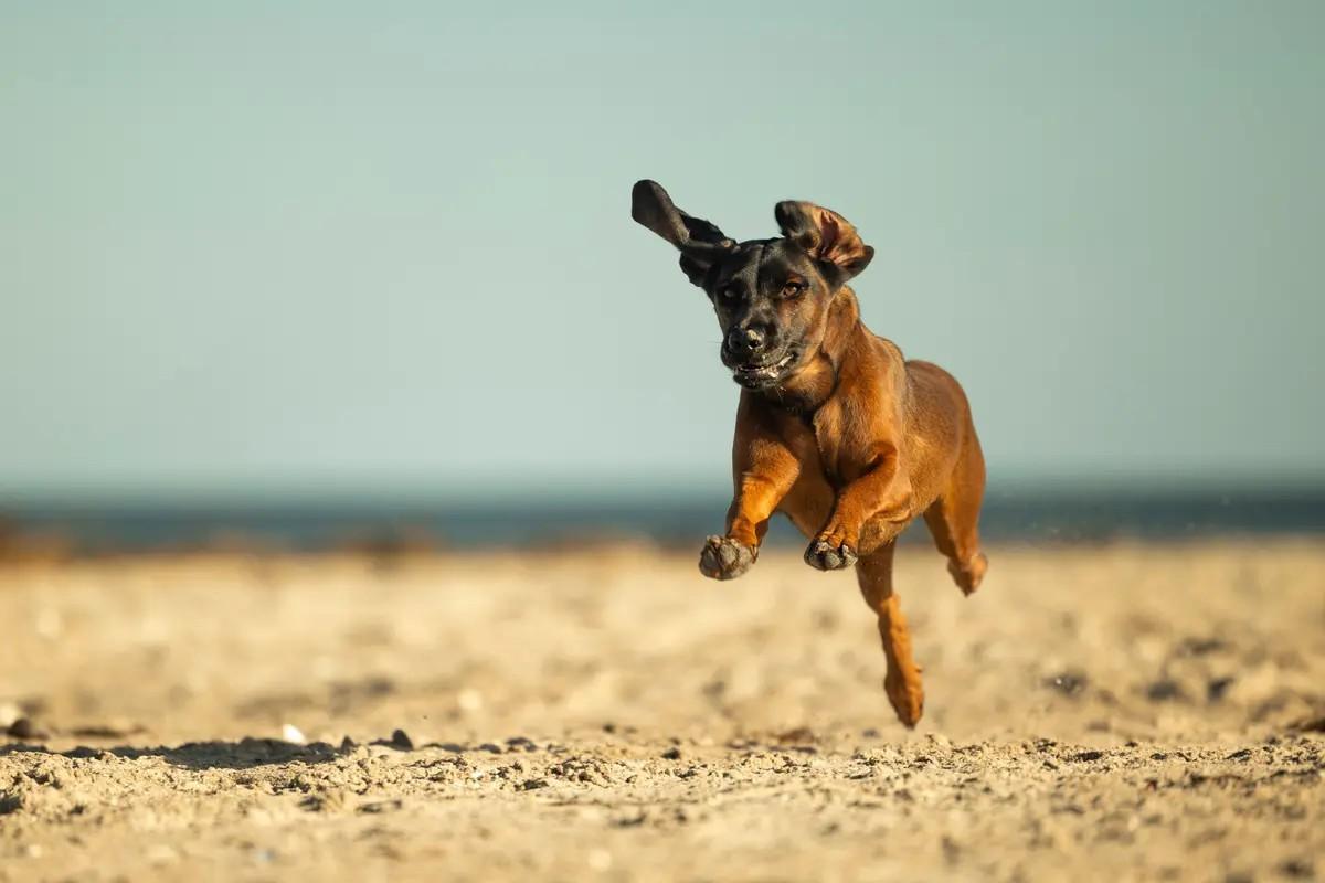 Ein Hund rennt bei einem Hunde-Fotoshooting in Scharbeutz am Strand