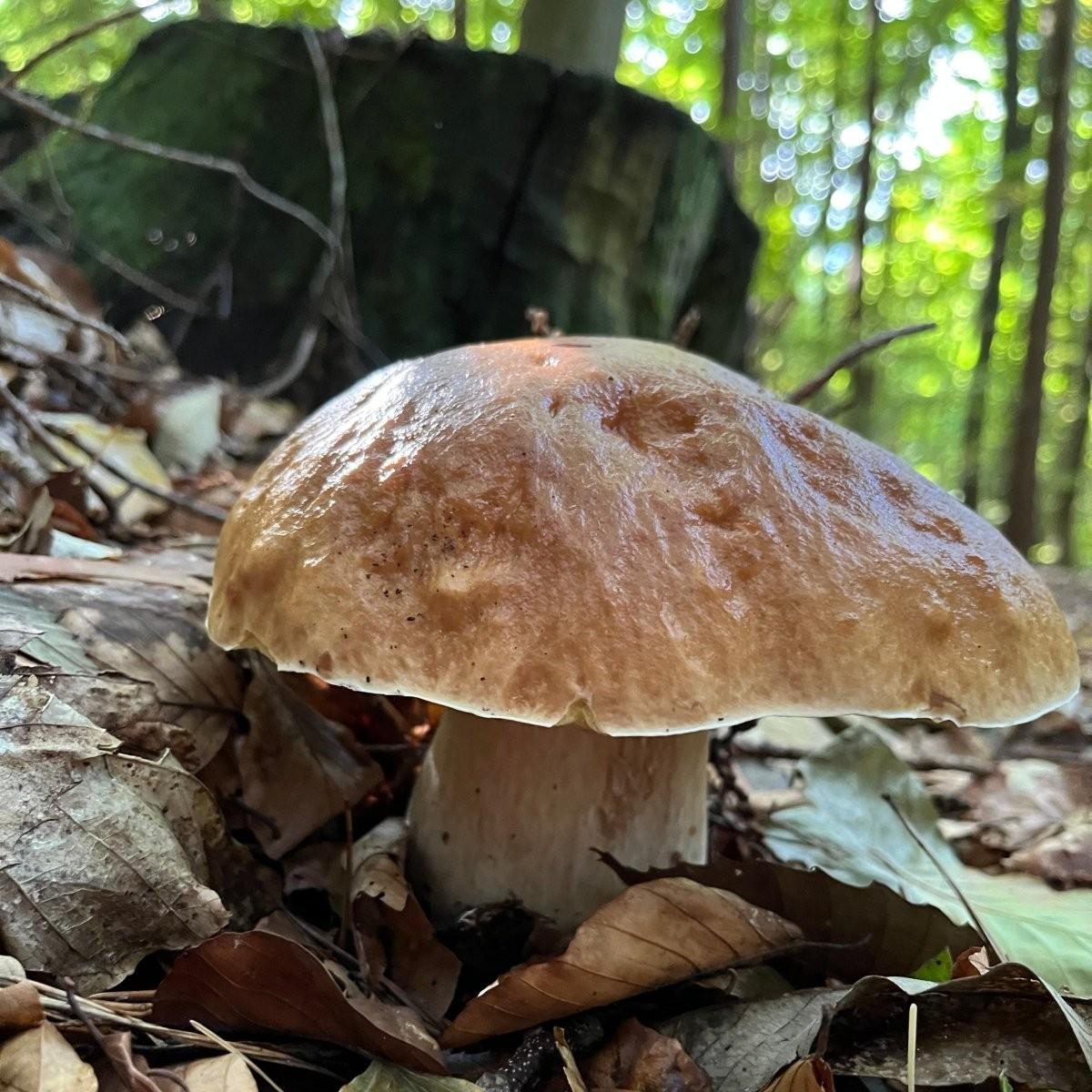 Ein großer, bräunlicher Pilz am Waldboden