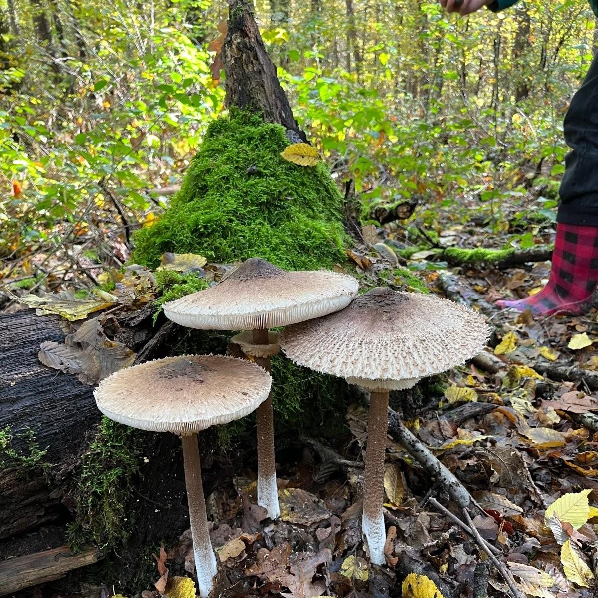 3 große Pilze im Wald