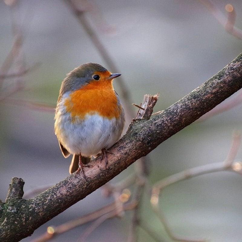 Ein Rotkehlchen, wie man es bei einer Vogelwanderung beobachten kann, sitzt auf einem Ast