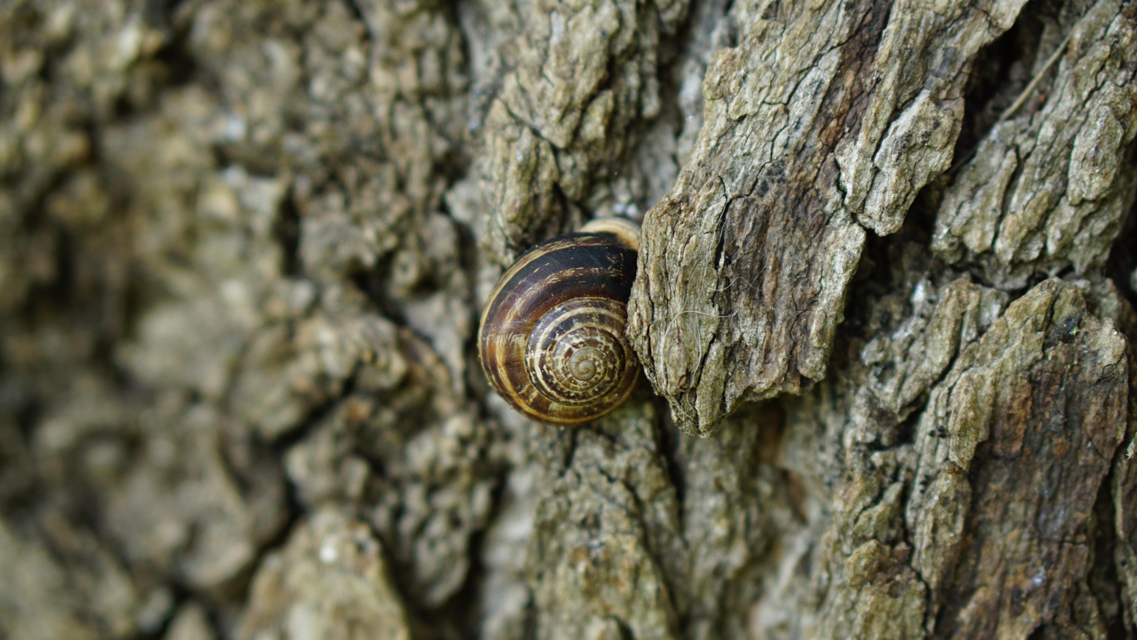 Eine Schnecke sitzt auf der Borke eines Baumes