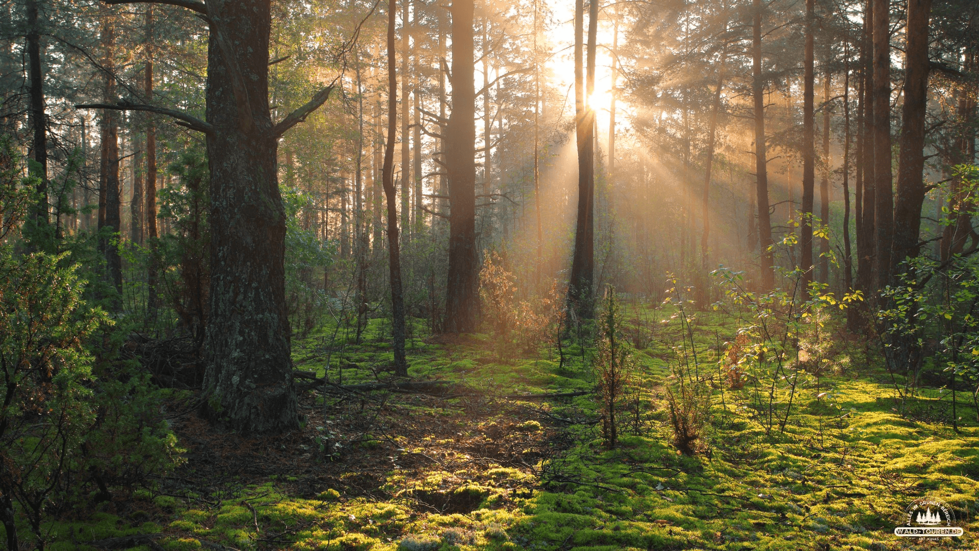 Sonnenlicht fällt in einem Wald durch die Bäume