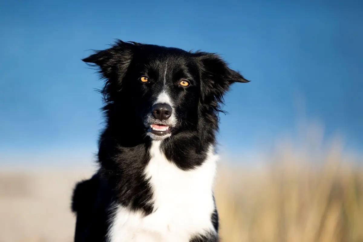 Ein Hund auf einem Foto, das mit dem Handy aufgenommen wurde