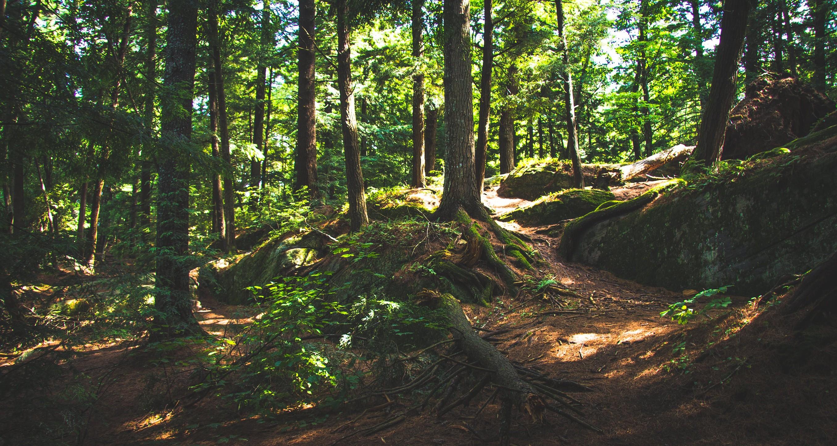 Waldboden mit Wurzeln und Licht und Schatten