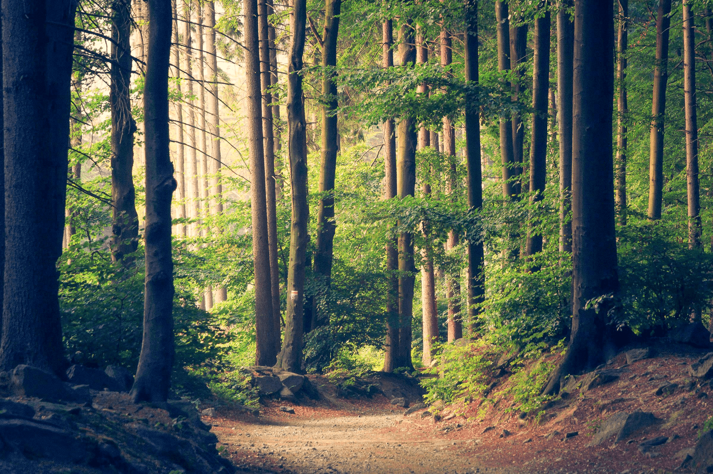 Ein Waldpfad, der zwischen Bäumen hindurch führt