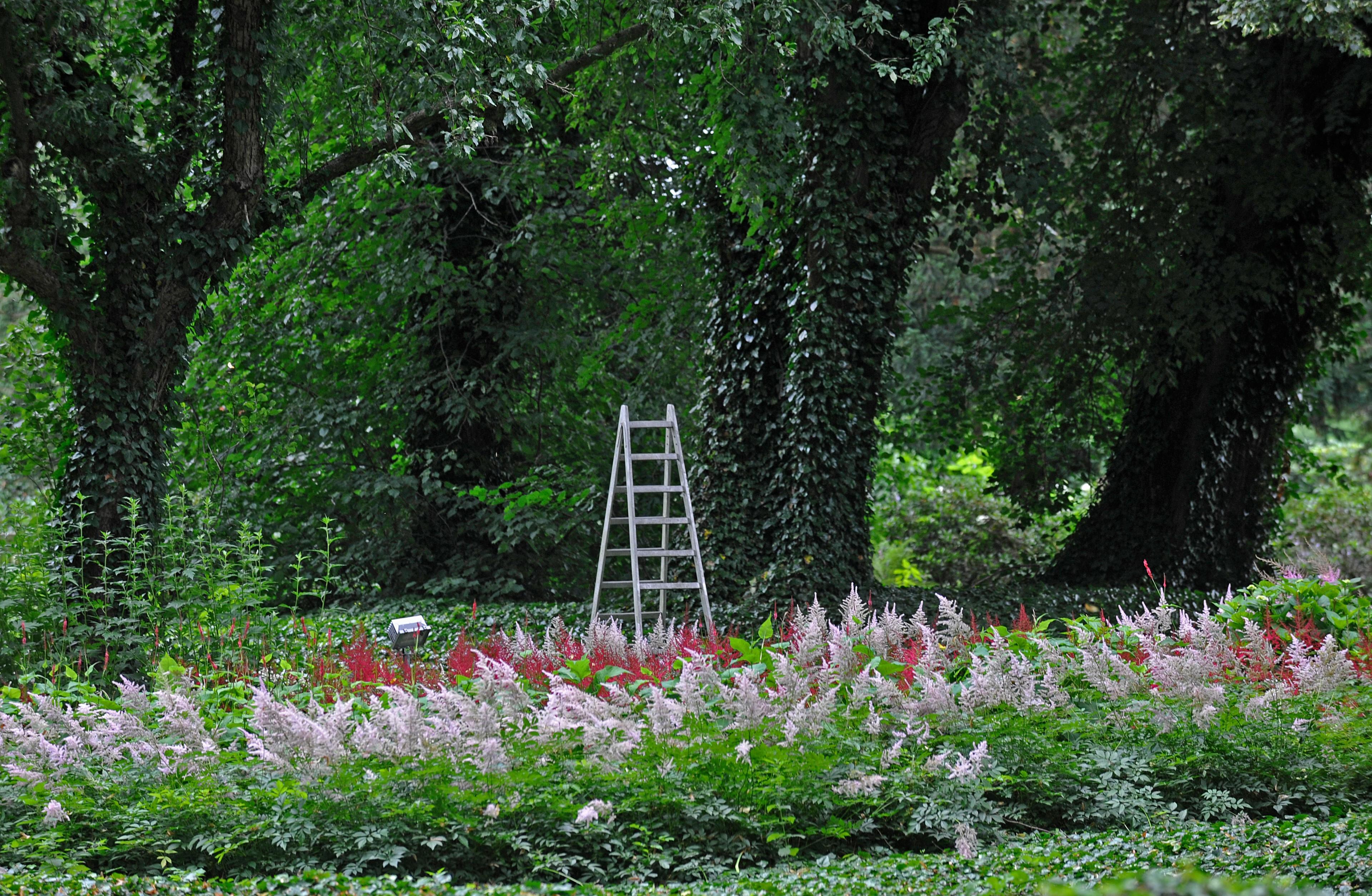 Eine Leiter steh vor Bäumen im Garten des Gutshauses Landsdorf