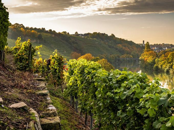 Vin, Fromage et Chansons