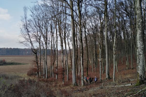 Wanderung im Herbstwald mit Lamas