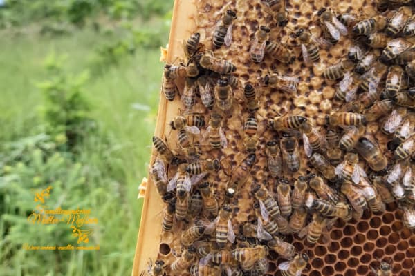 Findest du die Bienenkönigin?
