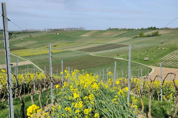 Weinberge am Zornheimer Berg