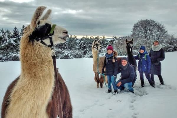 Lamawanderung mit Familie im Schnee