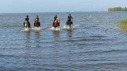 Eine Gruppe reitet durchs flache Wasser an der Ostsee