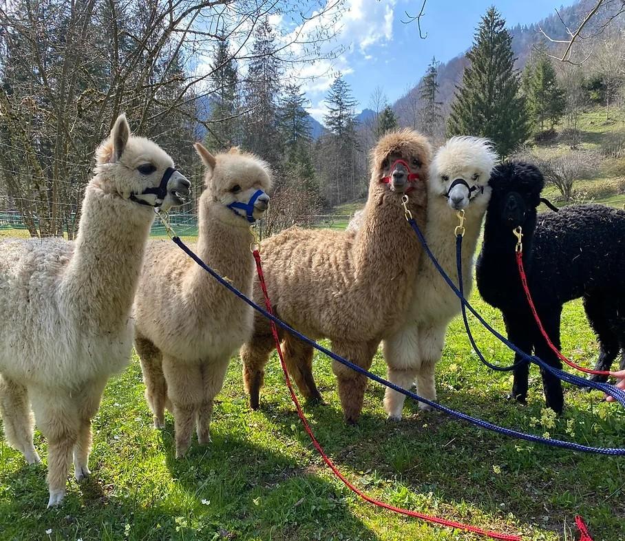 Fünf Alpakas stehen angeleint auf einer Wiese in den Alpen